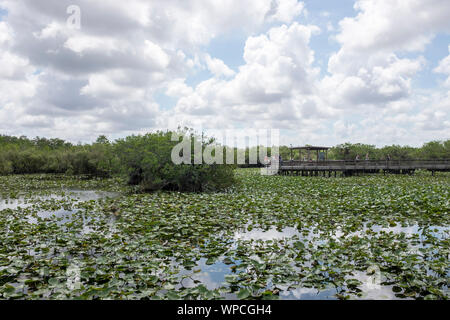 Einen malerischen Blick auf die Feuchtgebiete in den Everglades National Park, Florida, USA Stockfoto