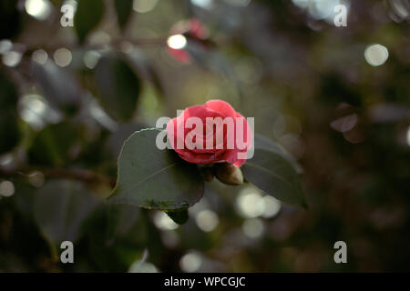 Rosa Rose Blume Blüte mit zwei Blätter mit Regen fällt auf ein dunkles Grün verschwommenen Hintergrund in der Saison Frühjahr mit Tageslicht, Ashland, Oregon, USA Stockfoto