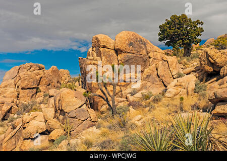 Abgenutzte Felsen und spärliche Vegetation auf Teutonia Peak in der Mojave National Preserve in Kalifornien Stockfoto