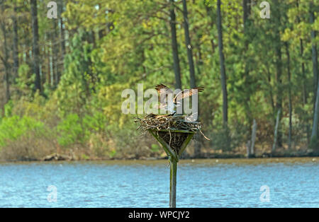 Osprey für eine Landung auf seinem Nest in der Blackwater National Wildlife Refuge in Maryland Stockfoto