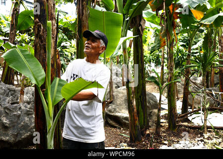 ANTIPOLO CITY, Philippinen - September 6, 2019: Erwachsene Filipino mann Verkleidungen eine Banane Baum in seinem banana tree Farm. Stockfoto