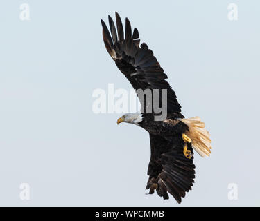 Weißkopfadler im Flug, Kouchibouguac National Park, New Brunswick, Kanada Stockfoto