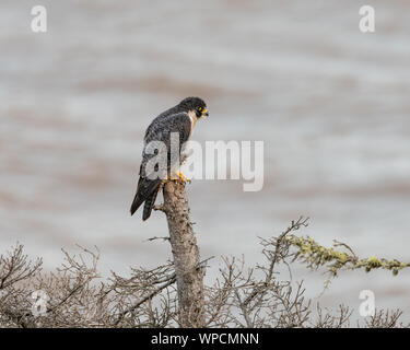 Wanderfalken hocken auf einem toten Baum in Hopewell Rock Park, New Brunswick, Kanada Stockfoto