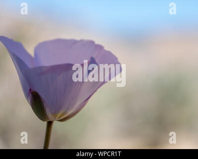 Soft konzentrierte sich zarte blass Lavendel pink straggling mariposa Lily (calochortus Flexuosus) Blüte mit Kopie Raum in der Red Rock Canyon in der Nähe von Las Vegas, Ne Stockfoto