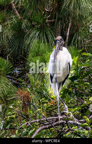 Holz Störche während Brutzeit an Wakodahatchee Feuchtgebiete Stockfoto