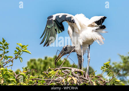 Holz Störche während Brutzeit an Wakodahatchee Feuchtgebiete Stockfoto