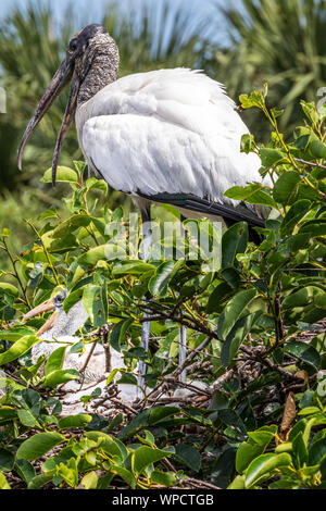 Holz Stork kümmert sich um die Küken Stockfoto