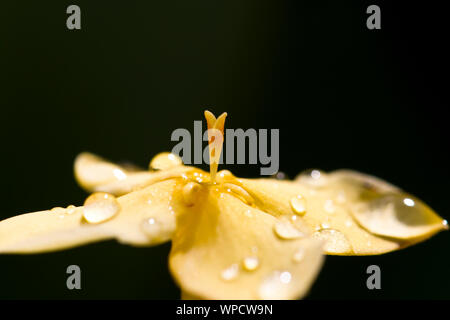 Nahaufnahme, Ansicht von Wassertropfen auf einem gelben ixora Blütenblätter mit Sun Ray und dunklen Hintergrund Stockfoto