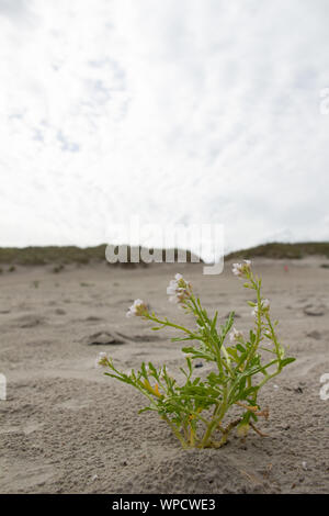 Kleine Flower Patch in den Sand an den Strand von Nes, Ameland mit Dünen im Hintergrund Stockfoto