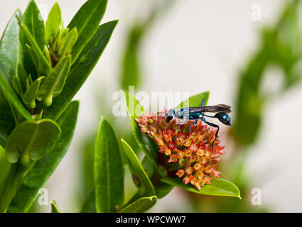 Blaue Wespe auf ixora Blume mit verschwommenen Hintergrund Stockfoto