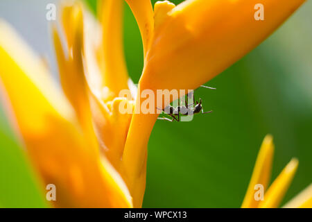Nahaufnahme Blick auf schwarze Ameisen auf der gelben heliconia Blume Stockfoto