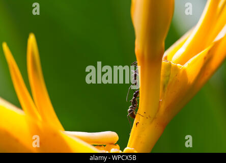 Nahaufnahme Blick auf schwarze Ameisen und kommunizieren miteinander auf einem gelben heliconia Blume Stockfoto