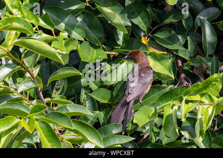 Boat-Tailed Wakodahatchee Grackle in Feuchtgebieten Stockfoto