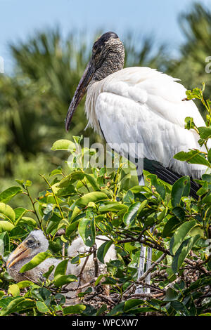 Holz Stork kümmert sich um die Küken Stockfoto