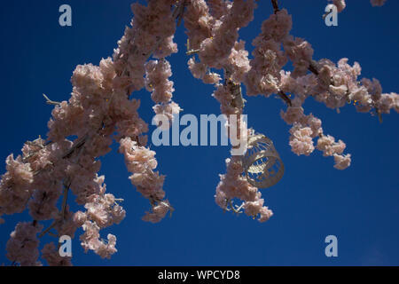 Niederlassung des Baums mit rosa Blüten auf blauem Hintergrund Stockfoto