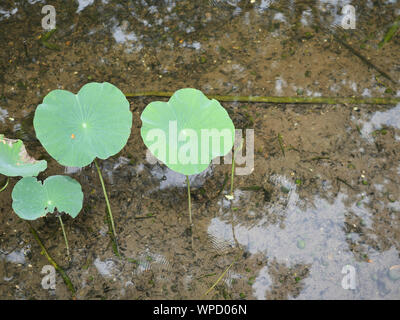 Die Blätter des Lotus Baum im Wasser sind transparent, bis der Schmutz Unterwasser gesehen werden kann. Stockfoto