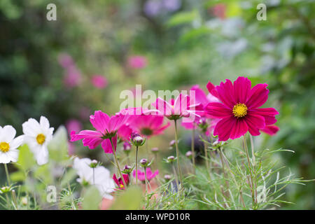 Schmuckkörbchen Sonata Serie im Garten Stockfoto