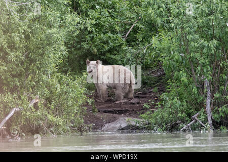 Geist Bären in Alaska Holz Stockfoto