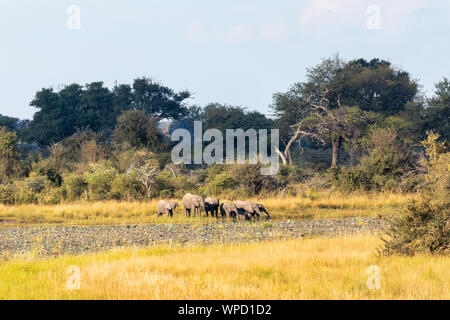 Herde von afrikanischen Elefanten mit kleinen Babys, Loxodonta am Wasserloch im Bwabwata, Caprivi Strip Game Park, Namibia, Afrika Safari Wildlife und Wildernes Stockfoto