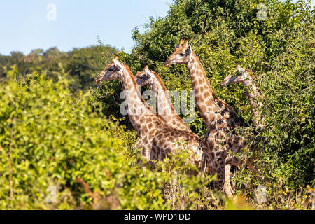 Sind eine Gruppe von südafrikanischen Giraffen hidding im Bush, Chobe National Park, Botswana Safari Wildlife Stockfoto