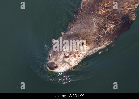 North American River Otter schwimmen Stockfoto