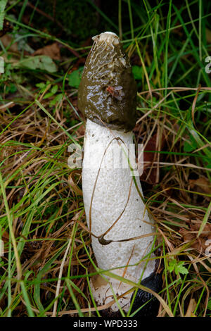 Exemplar des Gemeinen Stinkmorchels - Phallus impudicus in Gras wachsen Stockfoto