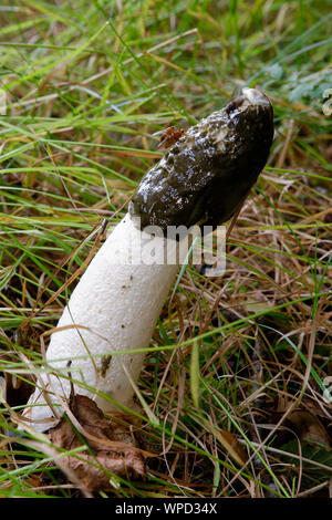 Exemplar des Gemeinen Stinkmorchels - Phallus impudicus in Gras wachsen Stockfoto