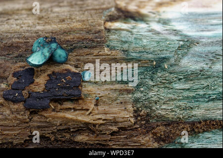 Grün oder grün Woodcup Elf Cup - Chlorociboria aeruginascens Obst stellen und Grün gebeizt Stockfoto