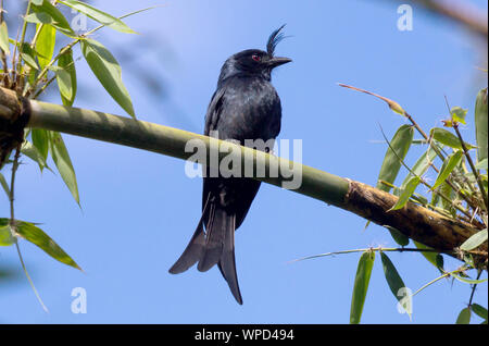 Crested Drongo (Dicrurus forficatus) im Dschungel von Madagaskar Stockfoto