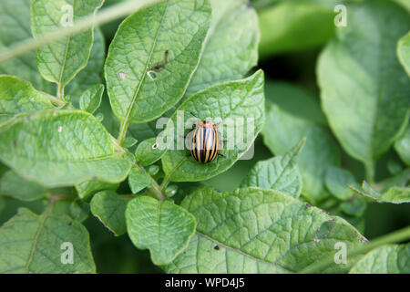 Colorado Käfer auf die Kartoffel Bush. Die Landwirtschaft problem Stockfoto