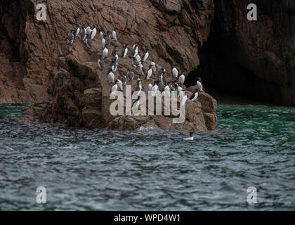 Trottellumme (Uria aalge), tolle Saltee, Kilmore Quay, County Wexford, Irland Stockfoto