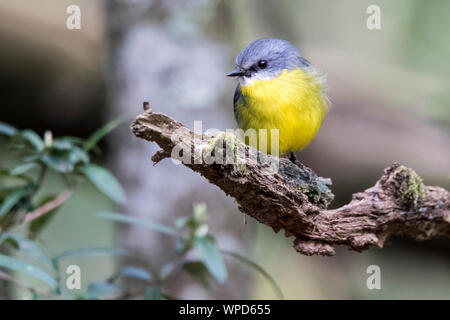 Östlichen Gelb Robin (Eopsaltria australis), Otway Ranges, Victoria Stockfoto