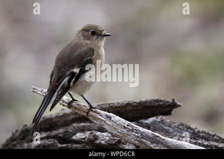 Weibliche Flamme Robin (Petroica phoenicea), Woodlands Historic Park, Greenvale, Australien Stockfoto