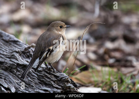 Weibliche Flamme Robin (Petroica phoenicea), Woodlands Historic Park, Greenvale, Australien Stockfoto