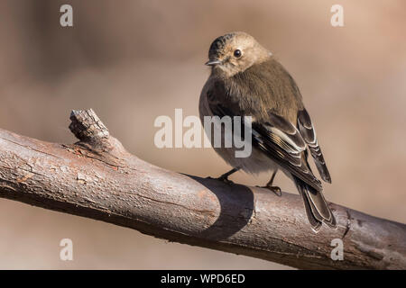 Weibliche Flamme Robin (Petroica phoenicea), Woodlands Historic Park, Greenvale, Australien Stockfoto