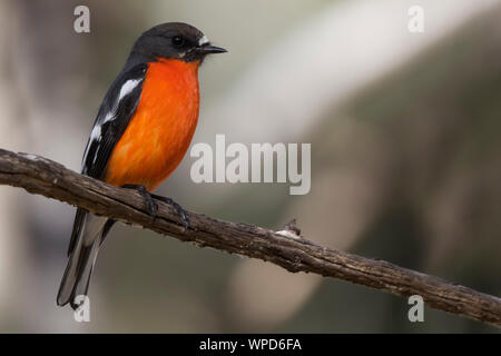 Männliche Flamme Robin (Petroica phoenicea), Woodlands Historic Park, Greenvale, Australien Stockfoto