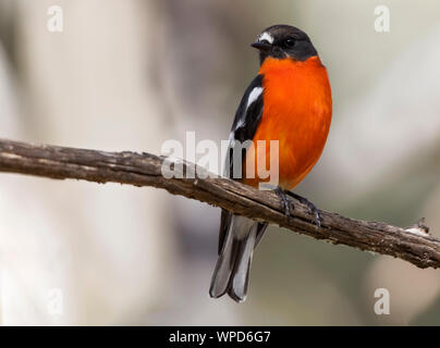 Männliche Flamme Robin (Petroica phoenicea), Woodlands Historic Park, Greenvale, Australien Stockfoto
