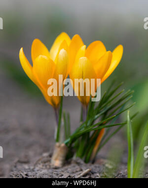 Zwei gelbe Krokus in voller Blüte in den braunen Erde im Park wachsen. Erste schöne Frühling Blumen. Stockfoto