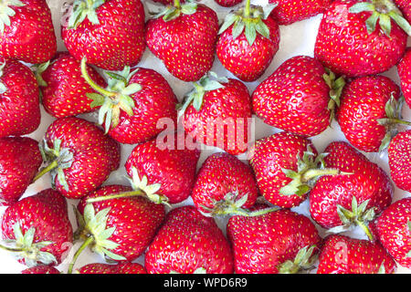 Erdbeere Hintergrund. Viele rote reife, saftige Erdbeeren auf weißem Hintergrund. Ansicht von oben. Gewaschen Beeren mit grünen Blättern. Close Up. Gesunde Ernährung Stockfoto