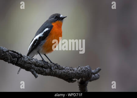 Männliche Flamme Robin (Petroica phoenicea), Woodlands Historic Park, Greenvale, Australien Stockfoto
