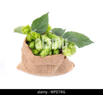 Frisches Grün für Hopfen in sackleinen Tasche mit Branch, auf weißem Hintergrund. Stockfoto