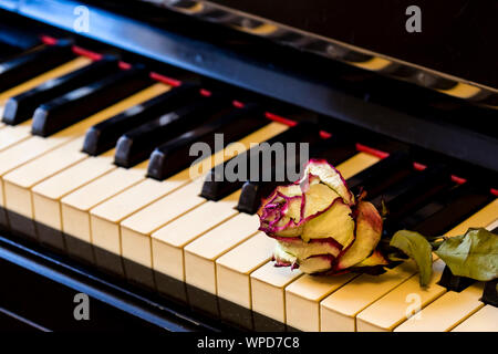 Piano keys mit trockener Rose. Die Idee, das Konzept für die Liebe zur Musik, der Komponist, musikalischer Inspiration. Stockfoto