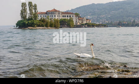 Schönen weißen Schwan auf dem Wasser des Lago Maggiore und die Isola Bella im Hintergrund, Stresa, Italien Stockfoto