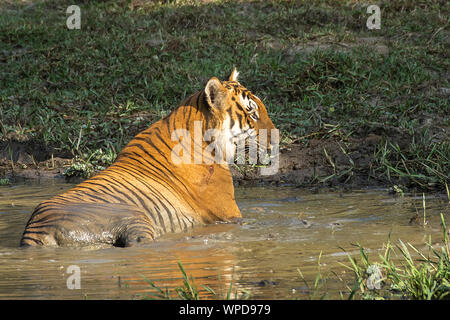 Unsere Royal National Tier in der Wildnis Stockfoto