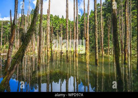 Lotus Wald von Shanlinshi in Nantou, Taiwan Stockfoto