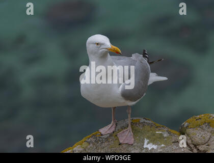 Silbermöwe (Larus argentatus) ruht auf Flechten bedeckt Rock, tolles Saltee, Saltee Inseln, Kilmore Quay, County Wexford, Irland Stockfoto