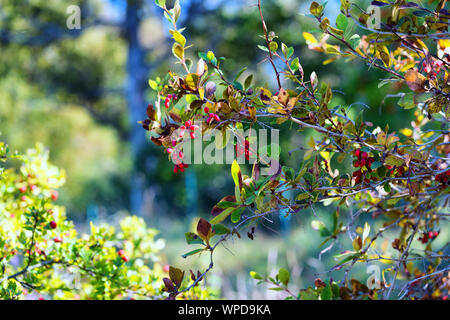Äste im Wald auf einem sonnigen Sommertag Stockfoto