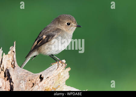 Frau Rosa Robin (Petroica rodinogaster), Woodlands Historic Park, Greenvale, Australien Stockfoto