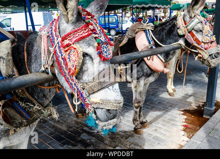 Traditionell reich verzierte taxi Esel von Mijas Pueblo, eine der am meisten besuchten der Weißen Dörfer von Andalusien, Costa del Sol. Stockfoto