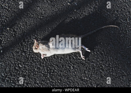 Tote Ratte auf dem schwarzen Asphalt. Vergiftet Nagetier. Schädlingsbekämpfung Konzept Foto. Sonnigen Tag. Stockfoto